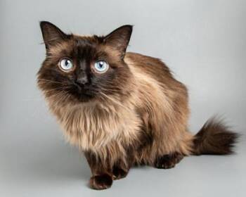 Domestic Long Hair and Domestic Short Hair Cats Available for Adoption in Longmont, Colorado - Mocha | PetCurious