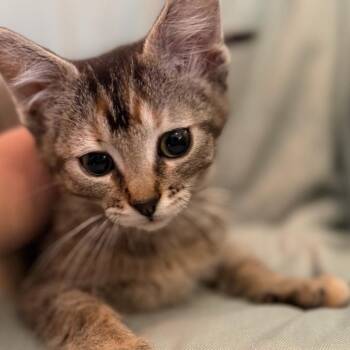 Skeeter Rodriguez -  Domestic Short Hair Cat for Adoption in Eagle Mountain, Utah - Skeeter Rodriguez | PetCurious
