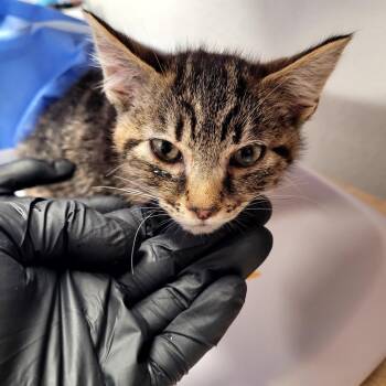 Jaq(White) -  Domestic Short Hair Cat Available for Adoption in Belfair, Washington - Jaq(White) | PetCurious