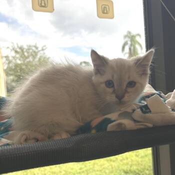 England -  Domestic Short Hair Cat for Adoption in West Palm Beach, Florida - England | PetCurious