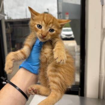 Hopper -  Domestic Short Hair Cat for Adoption in Columbiana, Alabama - Hopper | PetCurious