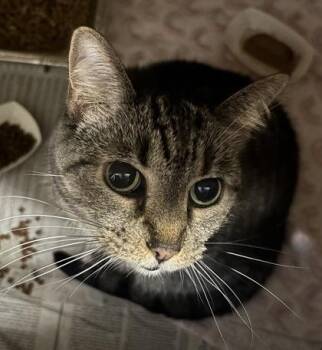 Juno -  Domestic Short Hair Cat for Adoption in Chamblee, Georgia - Juno | PetCurious