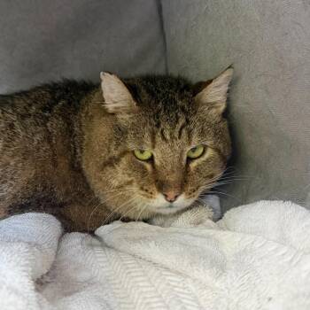 Gerry -  Domestic Short Hair Cat for Adoption in State College, Pennsylvania - Gerry | PetCurious