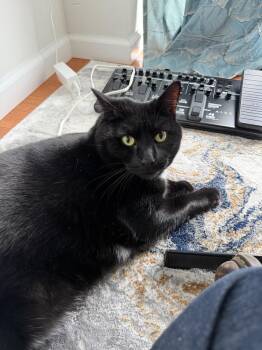 Joan -  Domestic Short Hair Cat for Adoption in Milltown, New Jersey - Joan | PetCurious