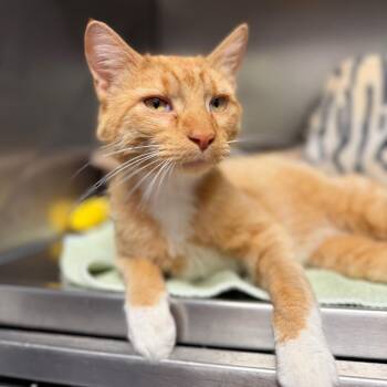 Domestic Long Hair Cats Available for Adoption in Edwardsville, Illinois - Charles | PetCurious