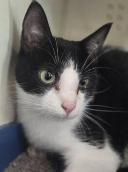 CHUCKLES -  Domestic Short Hair Cat for Adoption in Fernandina Beach, Florida - CHUCKLES | PetCurious