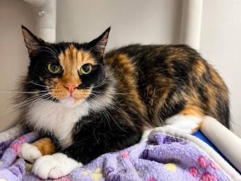 Calico and Domestic Short Hair Cats Available for Adoption in Raleigh, North Carolina - Mercy | PetCurious