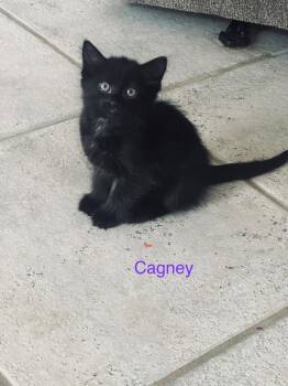 Domestic Medium Hair Cats Available for Adoption in New York, New York - Cagney | PetCurious
