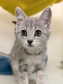 Nancy -  Domestic Short Hair Cat for Adoption in Menomonie, Wisconsin - Nancy | PetCurious