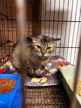 Calliope -  Domestic Short Hair Cat Available for Adoption in Gautier, Mississippi - Calliope | PetCurious