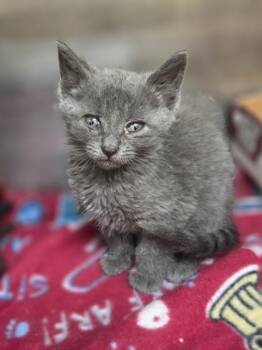 Candace -  Domestic Short Hair Cat for Adoption in Westland, Michigan - Candace | PetCurious
