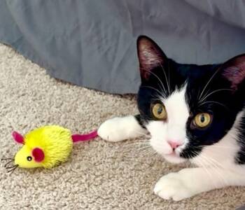 Rescue Domestic Short Hair Cats for Adoption in Wilmington Island, Georgia - Monsoon | PetCurious