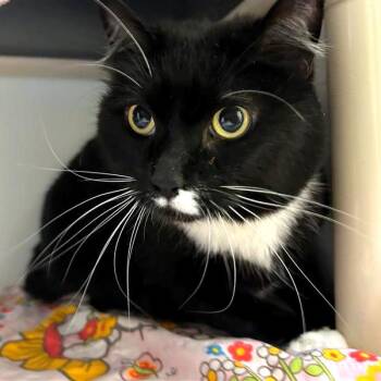 Domestic Medium Hair and Domestic Short Hair Cats Available for Adoption in Woodinville, Washington - Lasagna | PetCurious
