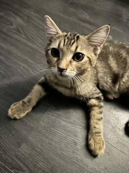 Steven -  Domestic Short Hair Cat for Adoption in Phoenix, Arizona - Steven | PetCurious