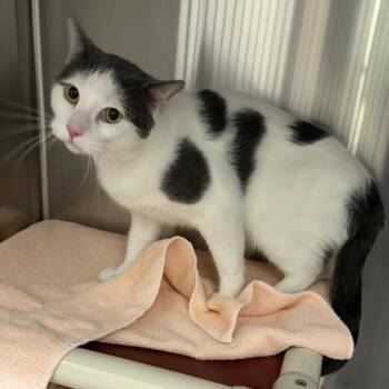 WOLFY -  Domestic Short Hair Cat for Adoption in Derwood, Maryland - WOLFY | PetCurious