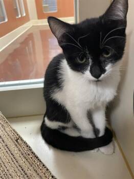 A1931780 -  Domestic Short Hair Cat for Adoption in Thousand Palms, California - A1931780 | PetCurious