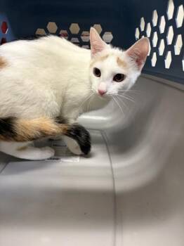 Rara -  Domestic Short Hair Cat for Adoption in West Chester, Pennsylvania - Rara | PetCurious