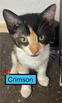 Domestic Short Hair Cats Available for Adoption in Zimmerman, Minnesota - Crimson | PetCurious