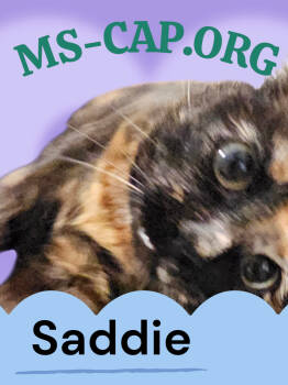Rescue Tortoiseshell Cats for Adoption in Biloxi, Mississippi - Saddie | PetCurious