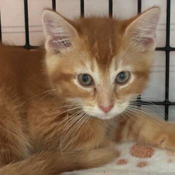 Pumkitten -  Domestic Long Hair Cat for Adoption in Chicago, Illinois - Pumkitten | PetCurious