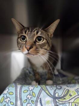 Domestic Short Hair Cats Available for Adoption in San Antonio, Texas - Sphinx | PetCurious