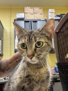 Shiloh -  Domestic Short Hair Cat for Adoption in Crossville, Tennessee - Shiloh | PetCurious