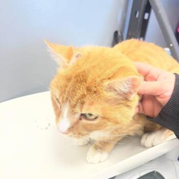 Domestic Medium Hair Cats Available for Adoption - Zeke | PetCurious