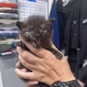 Domestic Short Hair Cats Available for Adoption in Springtown, Texas - Magnolia | PetCurious