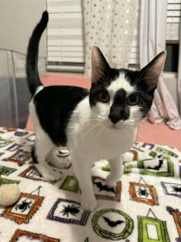 Domestic Short Hair Cats Available for Adoption - Moxie | PetCurious