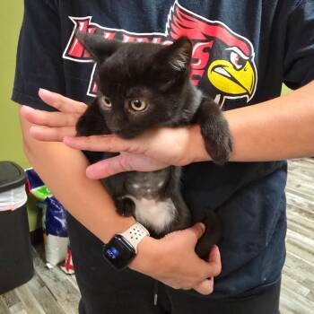 Angelita -  Domestic Short Hair Cat for Adoption in Bloomington, Illinois - Angelita | PetCurious
