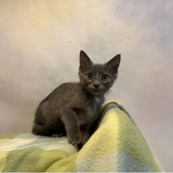 Hades -  Domestic Medium Hair Cat for Adoption in Fredericksburg, Virginia - Hades | PetCurious