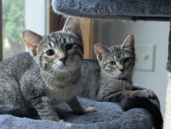 Sprout / Fern -  Domestic Short Hair Cat for Adoption in Minneapolis, Minnesota - Sprout / Fern | PetCurious