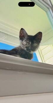 Veronica Sawyer -  Domestic Short Hair Cat for Adoption in Daytona Beach, Florida - Veronica Sawyer | PetCurious