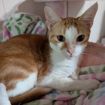 Domestic Short Hair Cats Available for Adoption in Gun Barrel City, Texas - Bevo | PetCurious