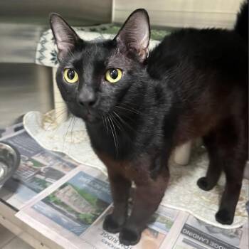Gregorio -  Domestic Short Hair Cat for Adoption in Kennebunk, Maine - Gregorio | PetCurious