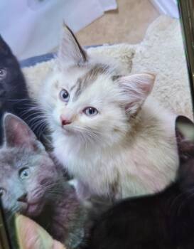 Opal -  Siamese Cat for Adoption in La Porte, Indiana - Opal | PetCurious