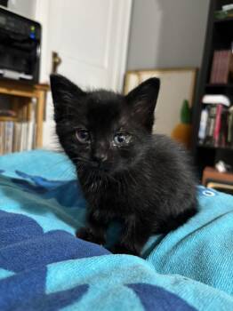 Sunflower -  Domestic Short Hair Cat for Adoption in Oak Park, Michigan - Sunflower | PetCurious