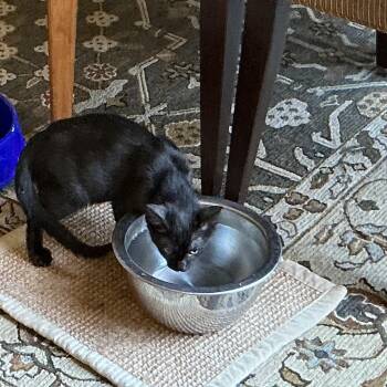 Fred -  Domestic Short Hair Cat for Adoption in Collierville, Tennessee - Fred | PetCurious