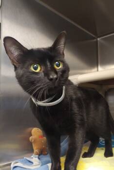 Rescue Domestic Short Hair Cats for Adoption in Fallston, Maryland - Delta | PetCurious