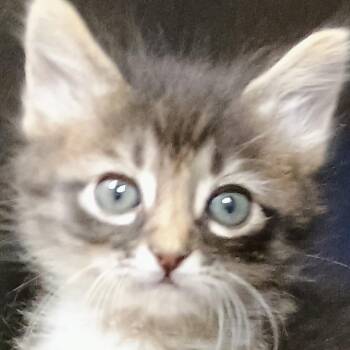 Squeaky -  Domestic Medium Hair Cat for Adoption in Palestine, Texas - Squeaky | PetCurious