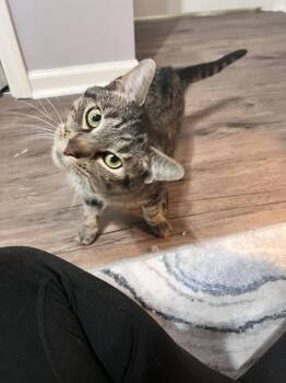 Rescue Domestic Short Hair Cats for Adoption in Alvaton, Kentucky - Nani | PetCurious