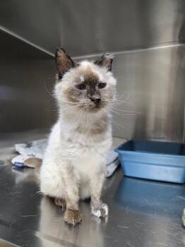 Snowshoe Cats Available for Adoption in Austin, Minnesota - Mildred | PetCurious