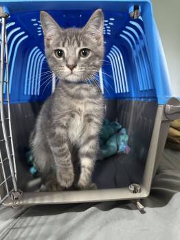 Rescue Domestic Short Hair Cats for Adoption in Albany, Wisconsin - Alonso | PetCurious