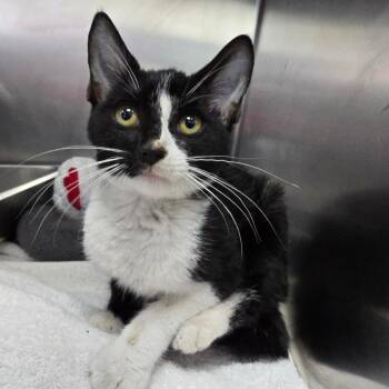 Spookley The Square Pumpkin -  Domestic Short Hair Cat for Adoption in Mentor, Ohio - Spookley The Square Pumpkin | PetCurious