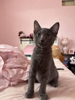 Groot -  Domestic Short Hair Cat for Adoption in St. Peters, Missouri - Groot | PetCurious