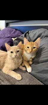 Faith -  Tabby and Domestic Short Hair Cat for Adoption in Dallas, Texas - Faith | PetCurious