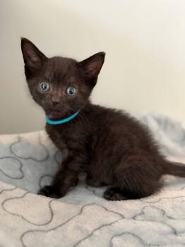 Reece -  Domestic Short Hair Cat for Adoption in Leonardtown, Maryland - Reece | PetCurious