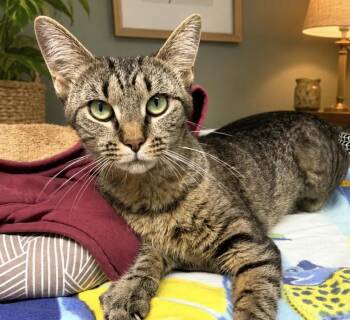 Domestic Short Hair Cats Available for Adoption in Long Beach, New York - Dojo Cat | PetCurious