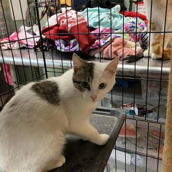 Domestic Short Hair Cats Available for Adoption - Stella | PetCurious