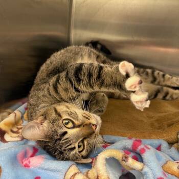 Rescue Domestic Short Hair Cats for Adoption in Clavet, Saskatchewan - Sweet Pea | PetCurious